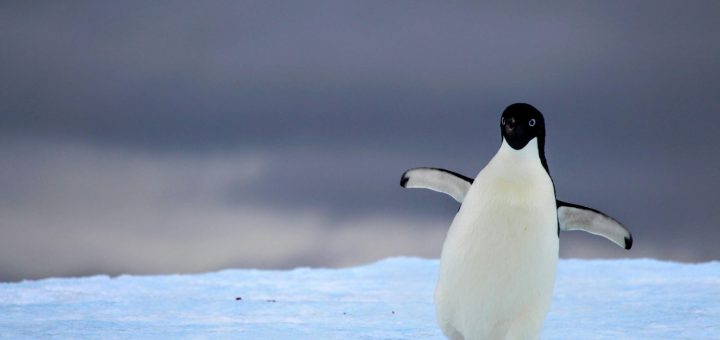 Gör dig mindre beroende av amerikanska storbolag. Linux är ett bra alternativ till Windows.